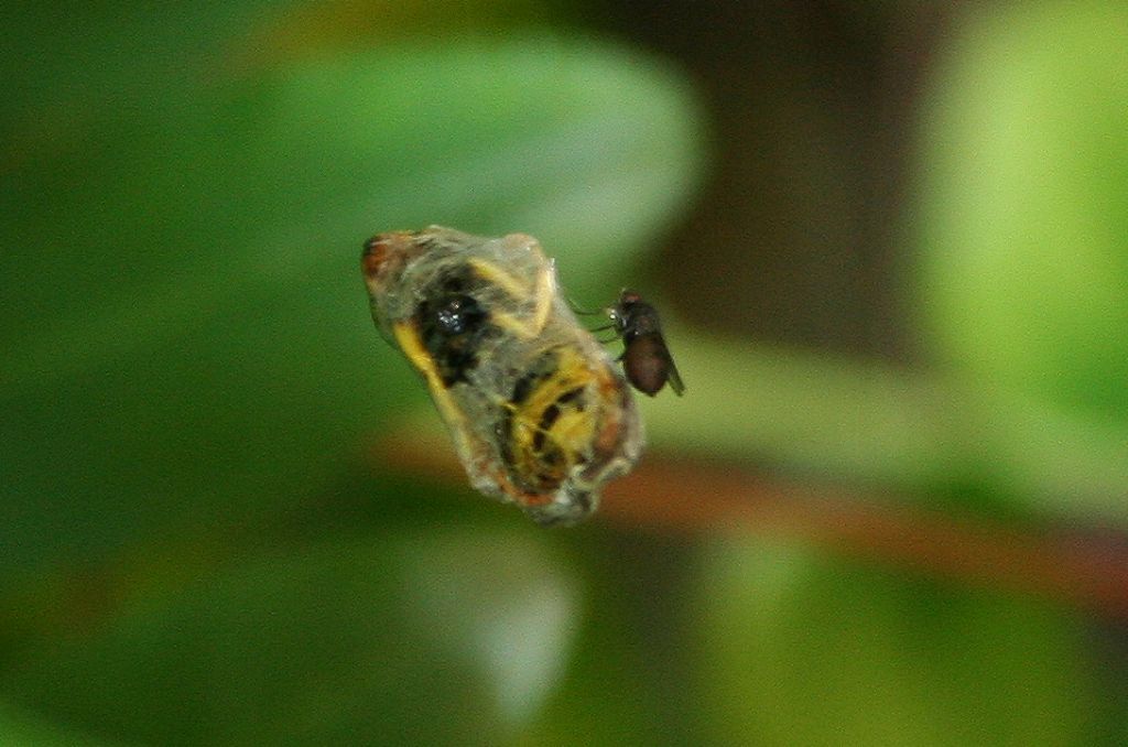 Araneus diadematus, vespa e veleno